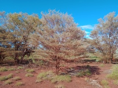 Acacia aneura