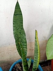 Sansevieria