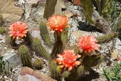 Trichocereus huascha