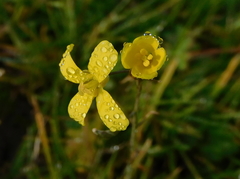 Diplotaxis catholica