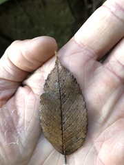 Ulmus mexicana