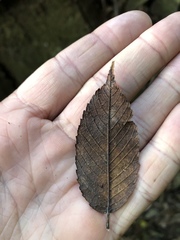 Ulmus mexicana
