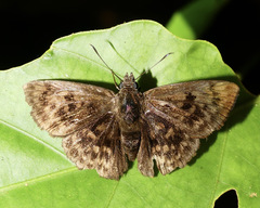 Pachyneuria