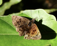 Pachyneuria