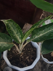Aglaonema