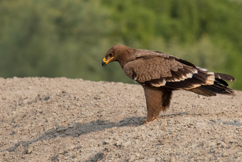 Steppe Eagle