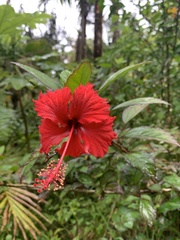 Hibiscus × archeri