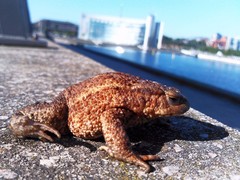 Bufo bufo