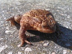 Bufo bufo