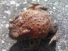 Bufo bufo