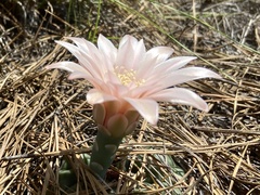 Gymnocalycium capillaense