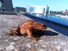 Bufo bufo