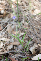 Agrostocrinum hirsutum