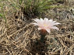 Gymnocalycium capillaense