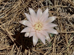 Gymnocalycium capillaense