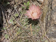 Gymnocalycium capillaense