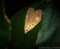 Asota iodamia