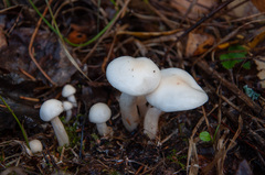 Hygrophorus hedrychii