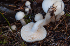 Hygrophorus hedrychii