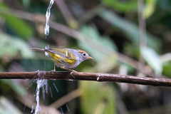 Phylloscopus castaniceps