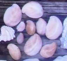 Crepidula fornicata image