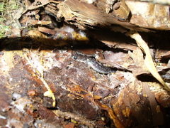 Plethodon chattahoochee