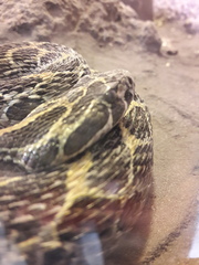 Crotalus polystictus