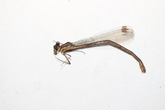 Lestes vigilax
