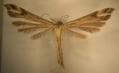 Stenoptilia coloradensis