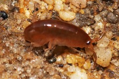 Platorchestia platensis