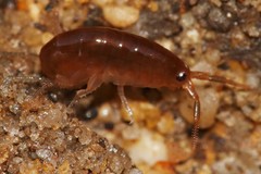 Platorchestia platensis