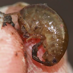 Platorchestia platensis