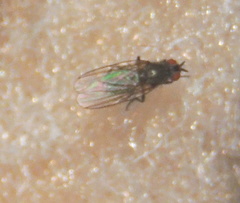 Dryomyzidae