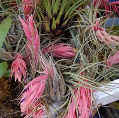Tillandsia oaxacana