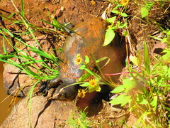 Kinosternon hirtipes murrayi