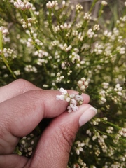 Erica margaritacea