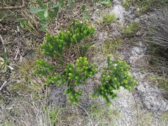 Erica margaritacea