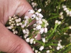 Erica margaritacea
