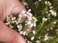 Erica margaritacea
