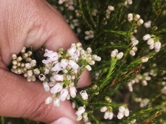 Erica margaritacea