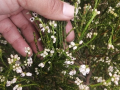 Erica margaritacea