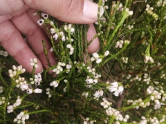 Erica margaritacea