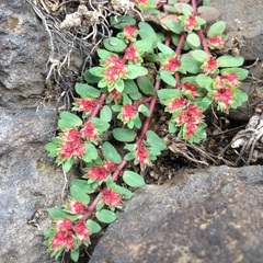Euphorbia densiflora