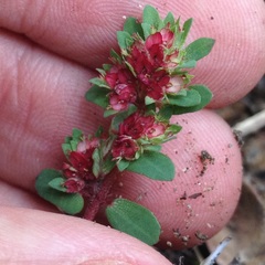 Euphorbia densiflora