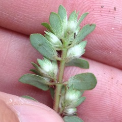 Euphorbia densiflora