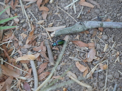 Strongylium cupreocinctum