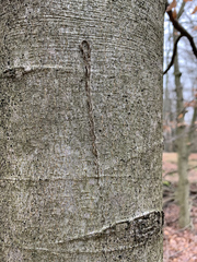 Zimmermannia liebwerdella