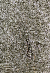 Zimmermannia liebwerdella