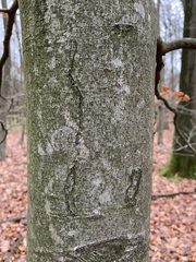 Zimmermannia liebwerdella