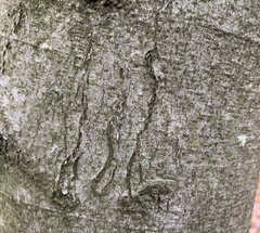 Zimmermannia liebwerdella